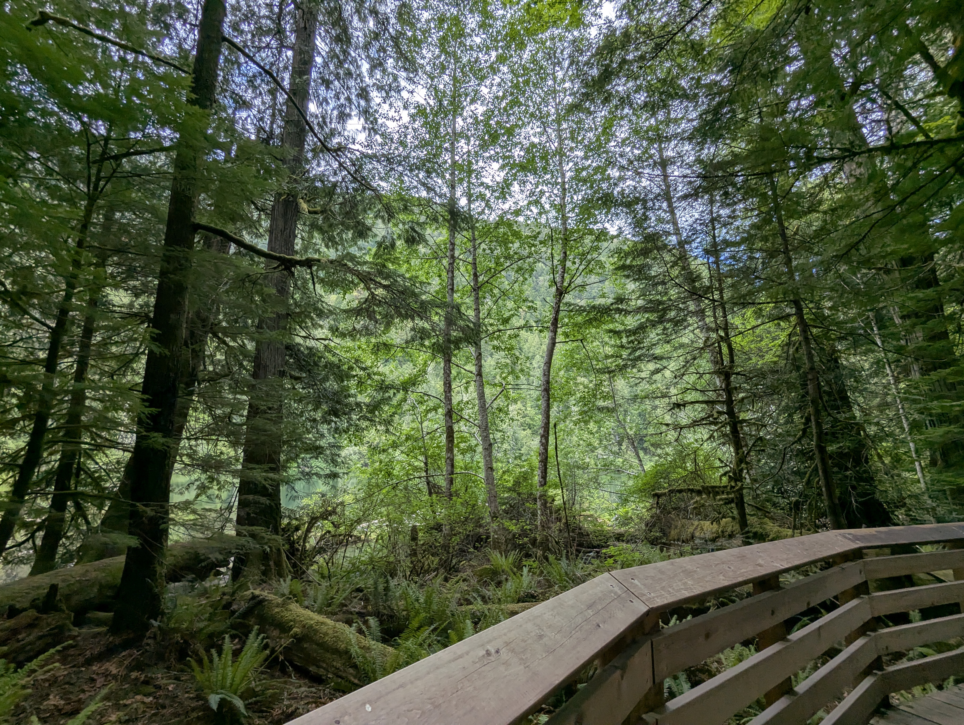 Birthday Trip to Canada, Cathedral Grove, Vancouver Island